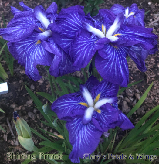 SHINING PRINCE - Ensata - Japanese Iris