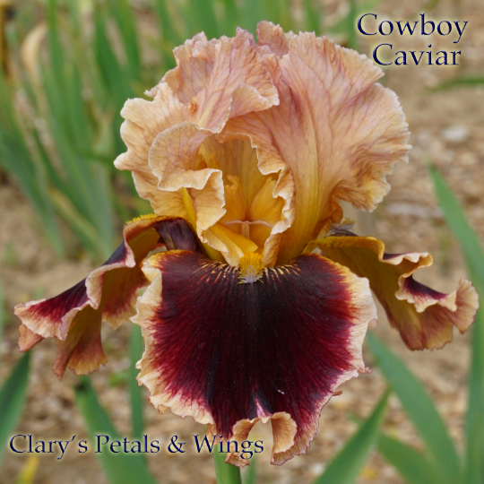 Cowboy Caviar- 2013 Tall Bearded Iris