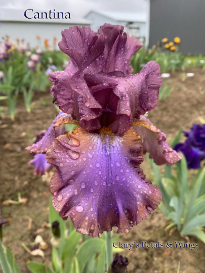 CANTINA - 1990 - Reblooming Tall Bearded Iris