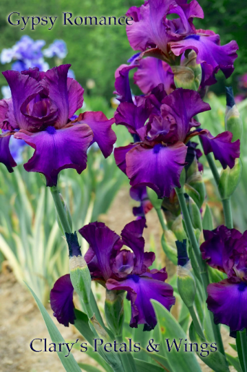 GYPSY ROMANCE 1994 Tall Bearded Iris