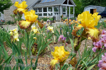 Pacific Crest - 2012 Tall Bearded Iris