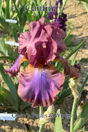 CANTINA - 1990 - Reblooming Tall Bearded Iris
