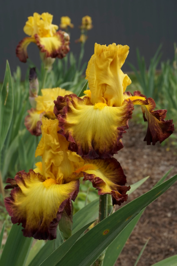 SUMMER SHADOW - 2011 - TB