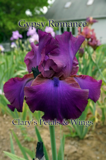 GYPSY ROMANCE 1994 Tall Bearded Iris