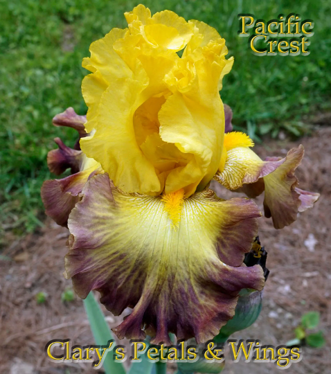 Pacific Crest - 2012 Tall Bearded Iris