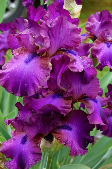 GYPSY ROMANCE 1994 Tall Bearded Iris