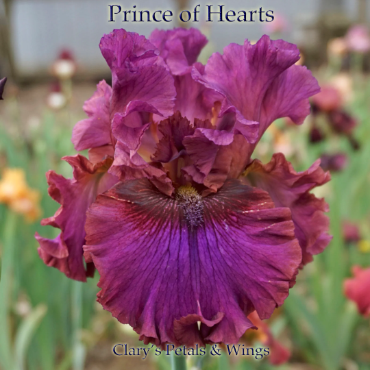 Prince of Hearts - Tall Bearded iris – PetalsWings