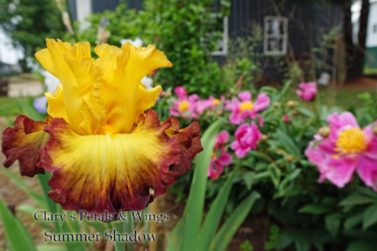 Summer Shadow - 2011 Tall Bearded Iris