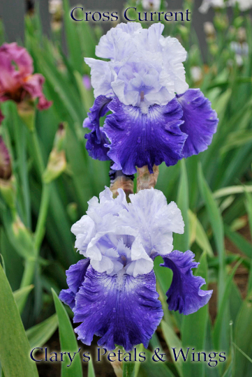 Cross Current - Tall Bearded Iris