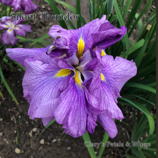 SILENT THUNDER - Ensata - Japanese Iris
