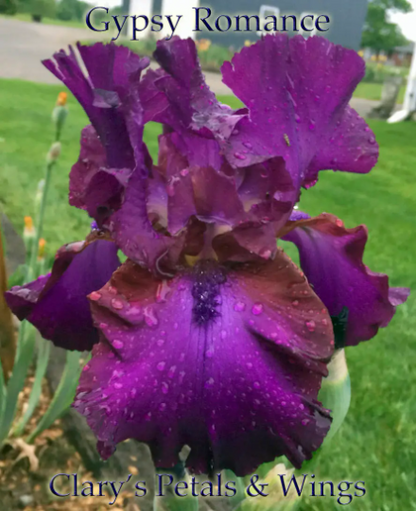 GYPSY ROMANCE 1994 Tall Bearded Iris