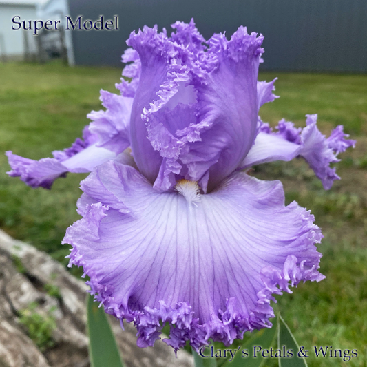 SUPER MODEL - 2007 - Tall Bearded Iris