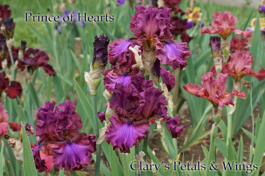 Prince of Hearts - Tall Bearded iris