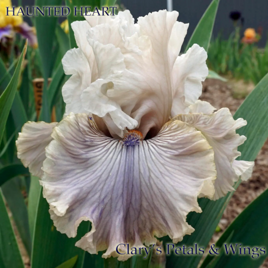 HAUNTED HEART - 2010 Tall Bearded Iris