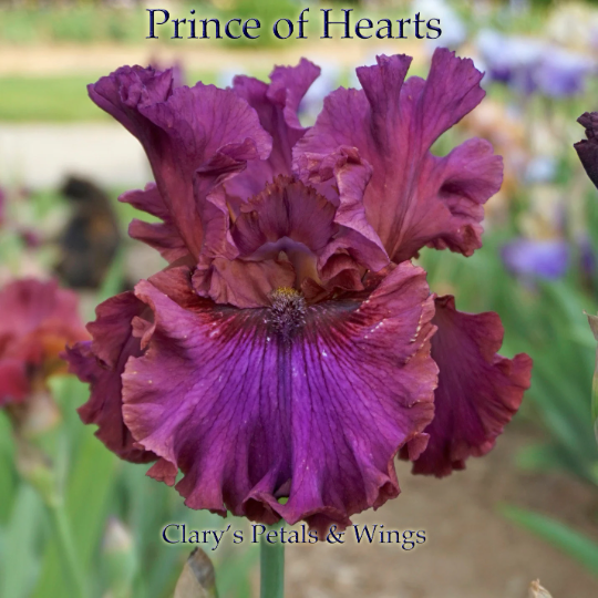 Prince of Hearts - Tall Bearded iris