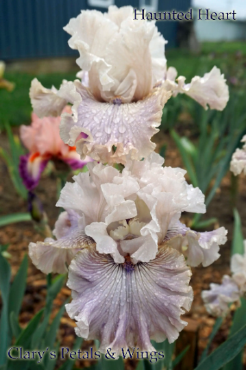 HAUNTED HEART - 2010 Tall Bearded Iris