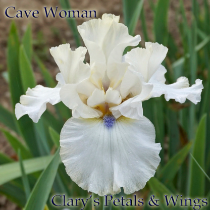 Cave Woman - 2013 Tall Bearded Iris