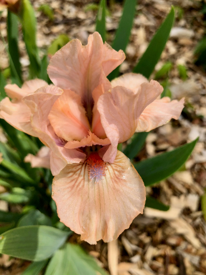 La Ballet - 2006 Standard Dwarf Bearded Iris