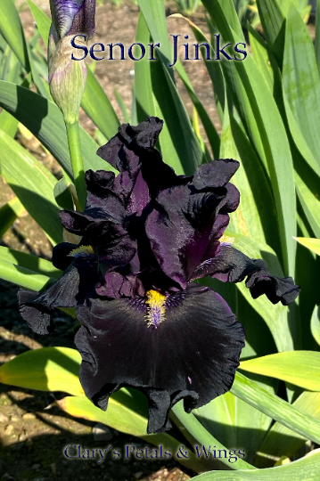 SENOR JINKS - 2018 Tall Bearded Iris