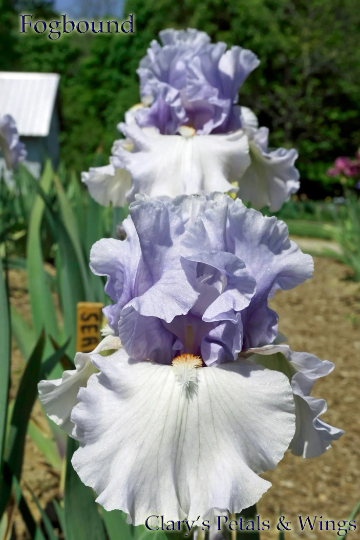 Fogbound 1998 Tall Bearded Iris