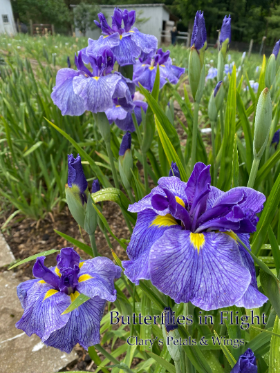 BUTTERFLIES IN FLIGHT - Ensata - Japanese Iris
