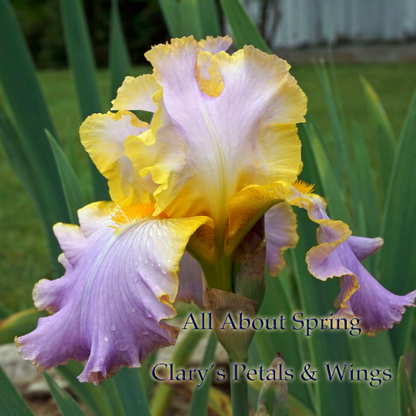 ALL ABOUT SPRING - Kerr 2006 - Tall Bearded Iris