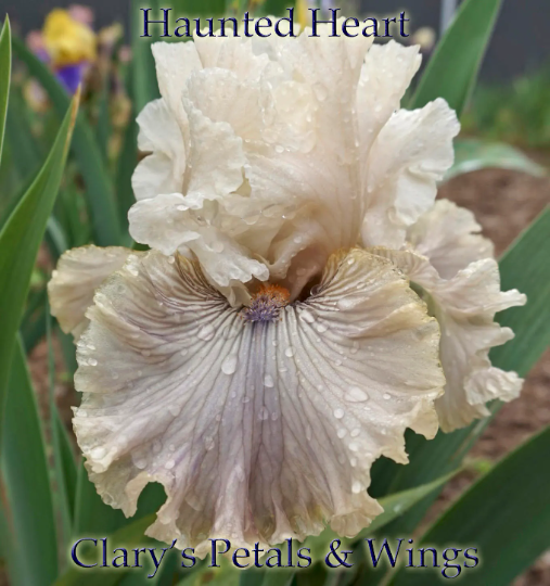 HAUNTED HEART - 2010 Tall Bearded Iris