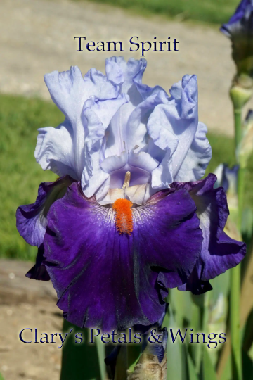 TEAM SPIRIT - 2005 Keppel - Tall Bearded Iris