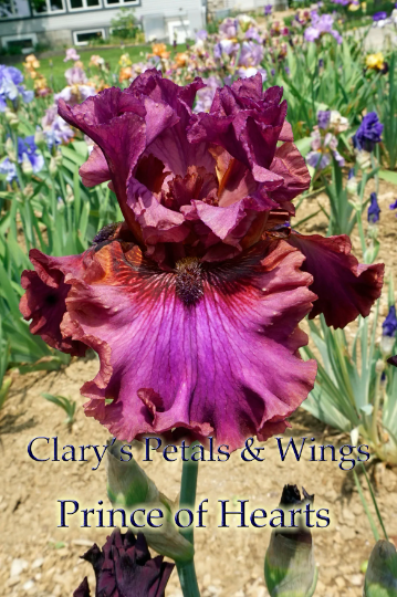 Prince of Hearts - Tall Bearded iris