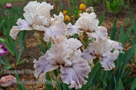 HAUNTED HEART - 2010 Tall Bearded Iris