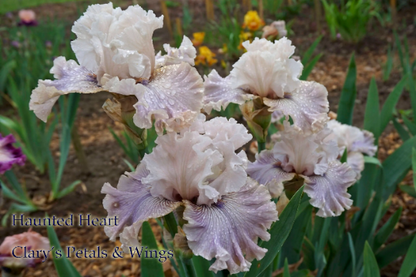 HAUNTED HEART - 2010 Tall Bearded Iris