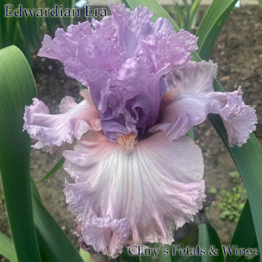 Edwardian Era - 2018 Tall Bearded Iris