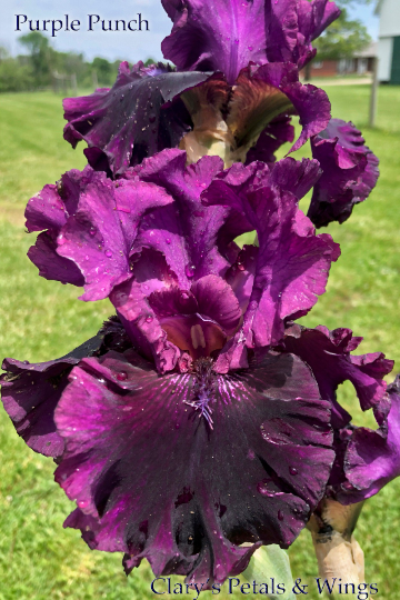 PURPLE PUNCH - 2016 Tall Bearded Iris