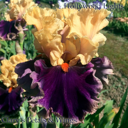 Hollywood Lights - 2011 Tall Bearded Iris