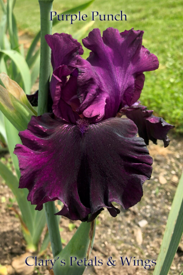 PURPLE PUNCH - 2016 Tall Bearded Iris