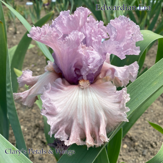 Edwardian Era - 2018 Tall Bearded Iris