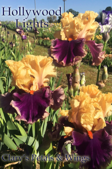 Hollywood Lights - 2011 Tall Bearded Iris