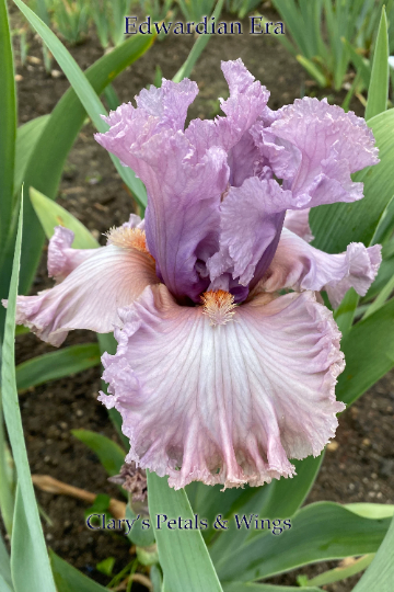 Edwardian Era - 2018 Tall Bearded Iris