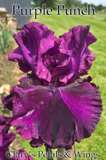 PURPLE PUNCH - 2016 Tall Bearded Iris