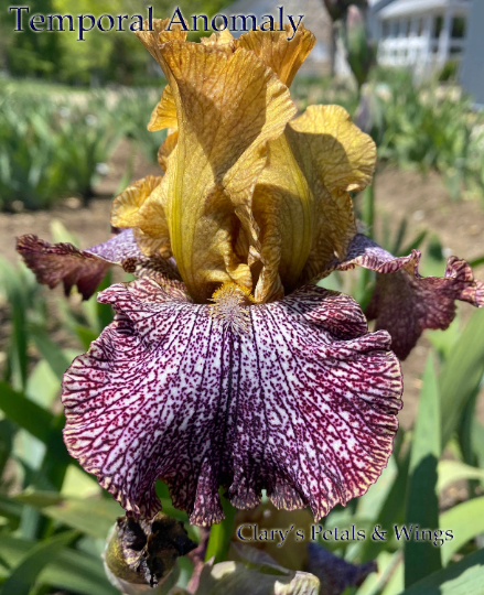 TEMPORAL ANOMALY - 2007 Tall Bearded Iris