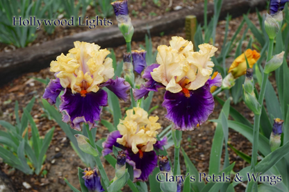 Hollywood Lights - 2011 Tall Bearded Iris