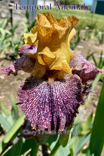 TEMPORAL ANOMALY - 2007 Tall Bearded Iris