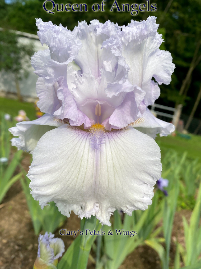 QUEEN OF ANGELS - Tall Bearded Iris