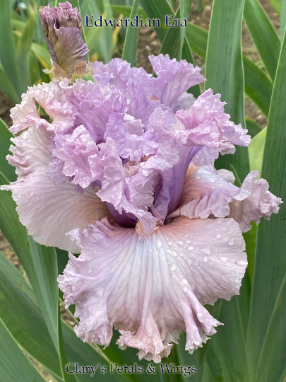 Edwardian Era - 2018 Tall Bearded Iris