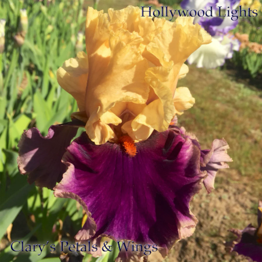 Hollywood Lights - 2011 Tall Bearded Iris