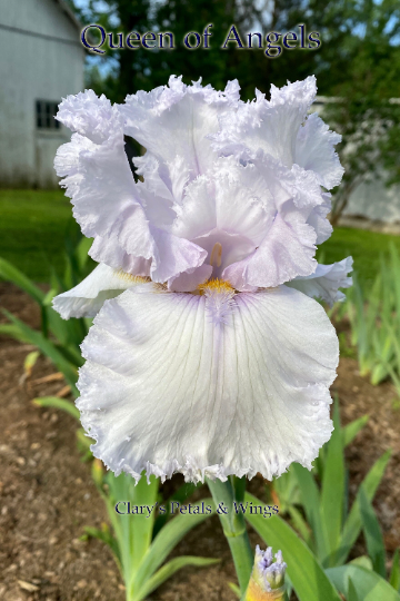 QUEEN OF ANGELS - Tall Bearded Iris