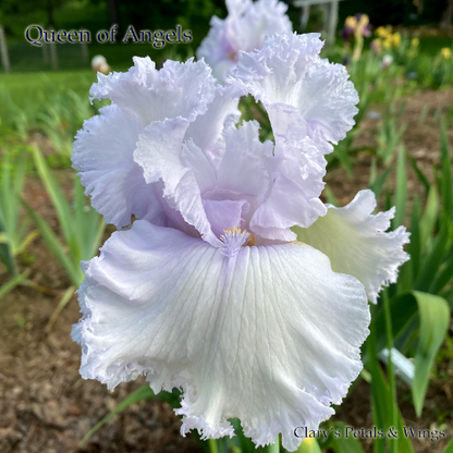 QUEEN OF ANGELS - Tall Bearded Iris