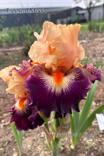 TROPICAL MOOD - 2016 -TB - Fragrant