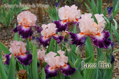 JAZZ ERA - 2010 Tall Bearded Iris