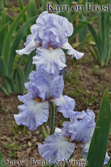 Rain on Frost 2009 Tall Bearded Iris